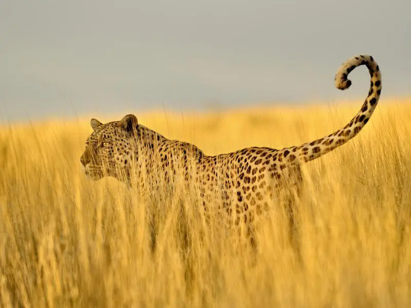 Kalahari Namibia