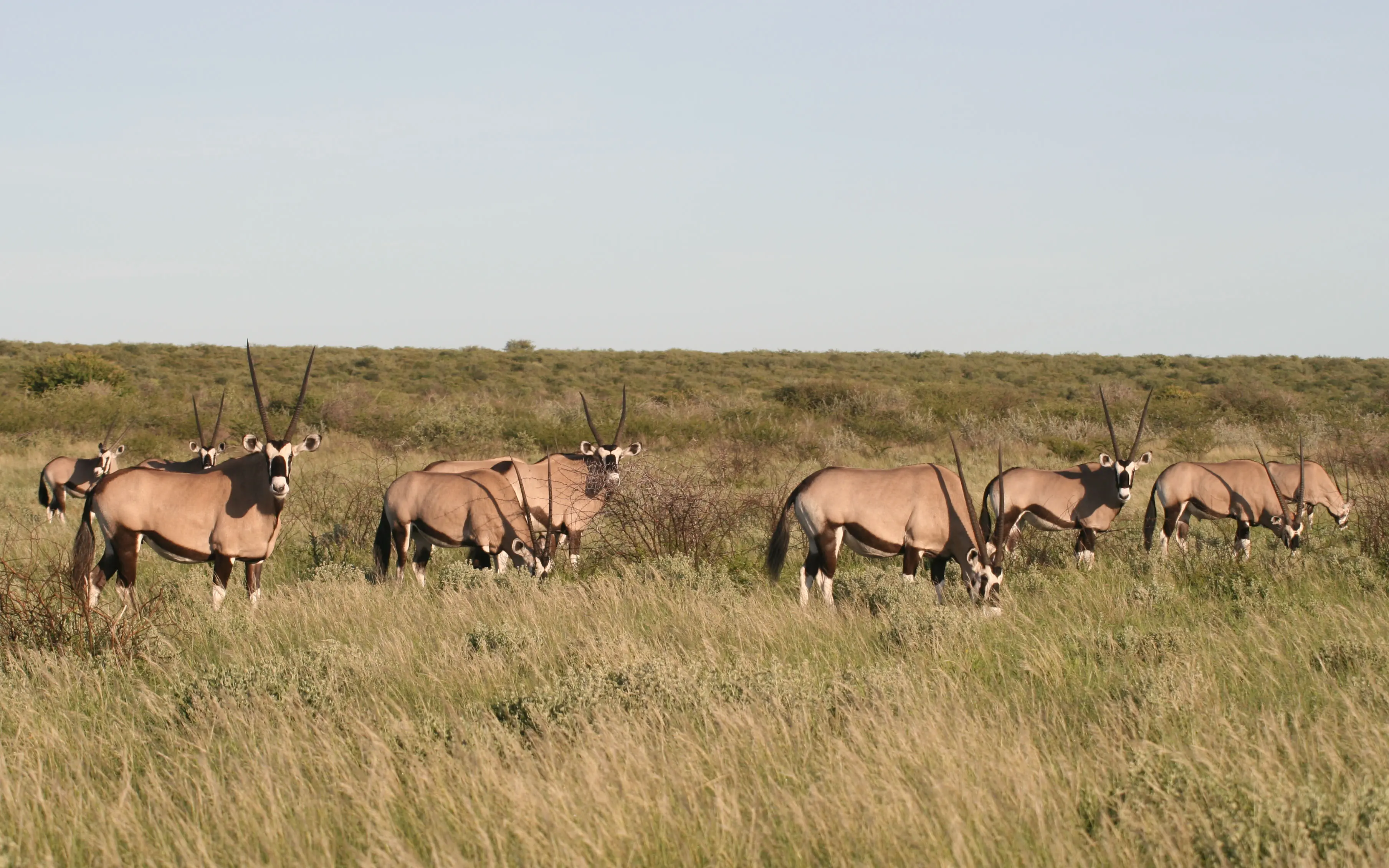 Central Kalahari Game Reserve