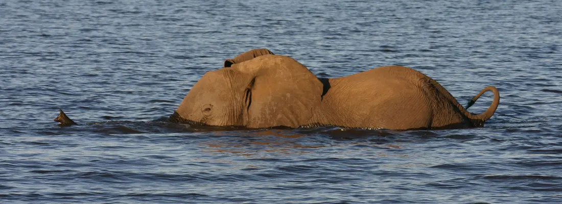 Chobe National Park