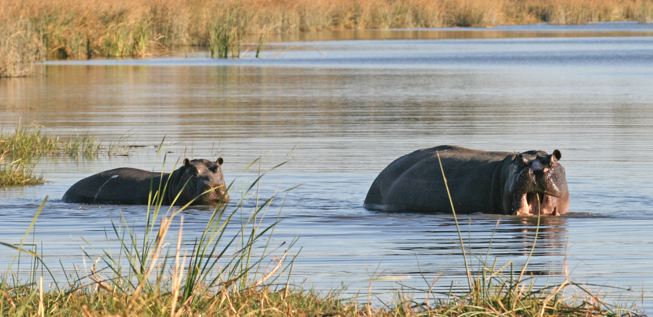 Moremi Game Reserve