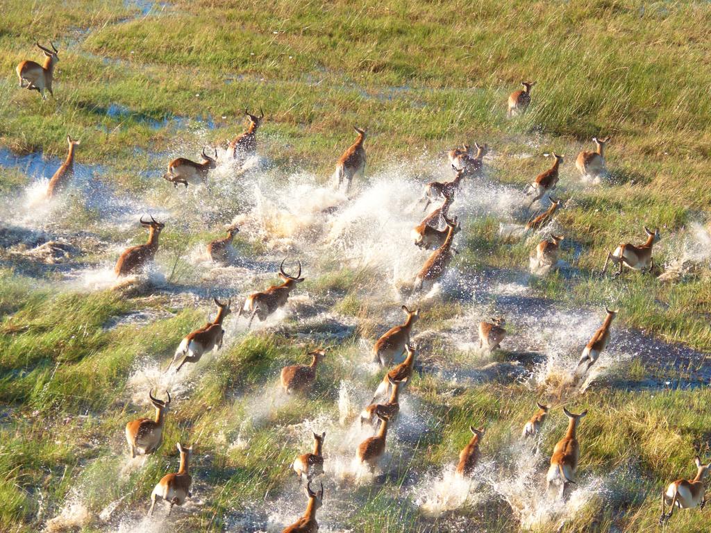 Okavango Delta