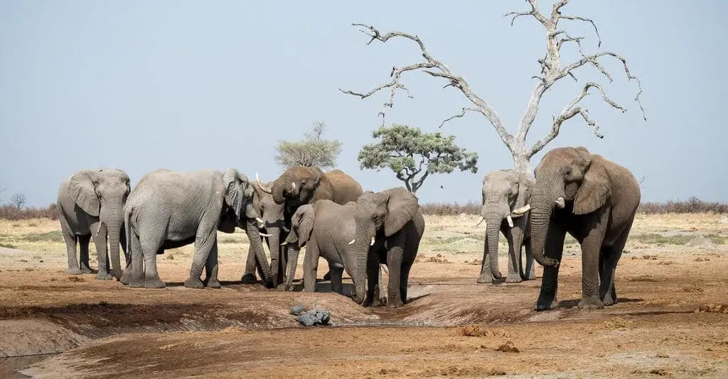 Savuti – Chobe National Park
