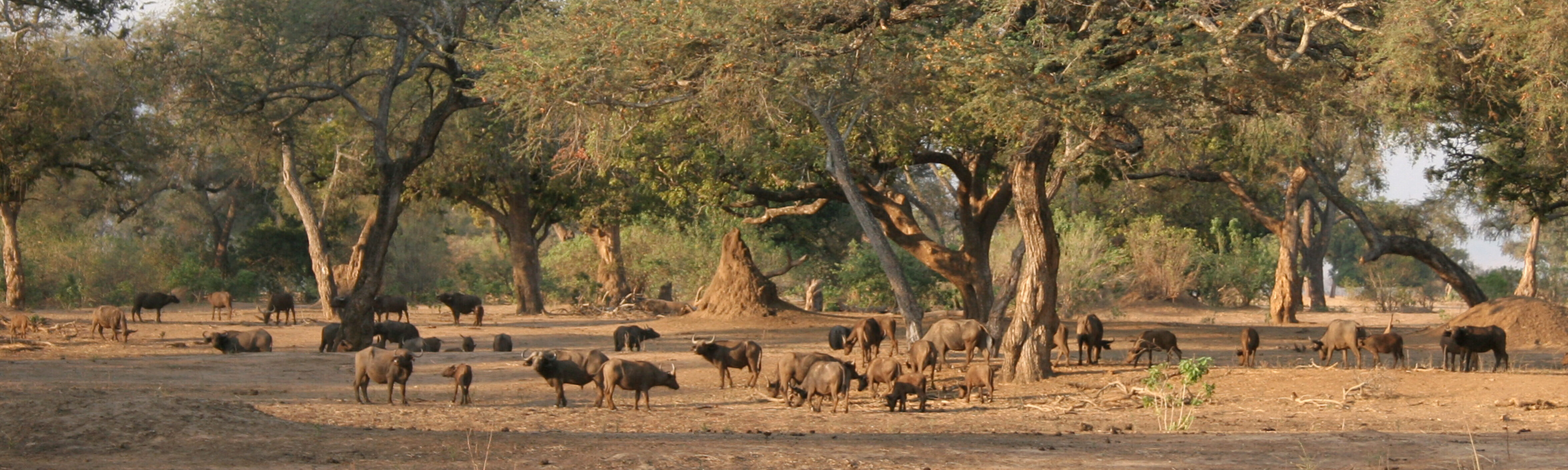 Mana Pools National Park