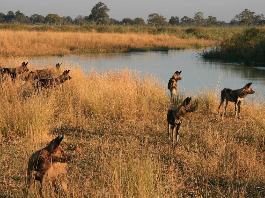 Best of Botswana Fly-in Safari