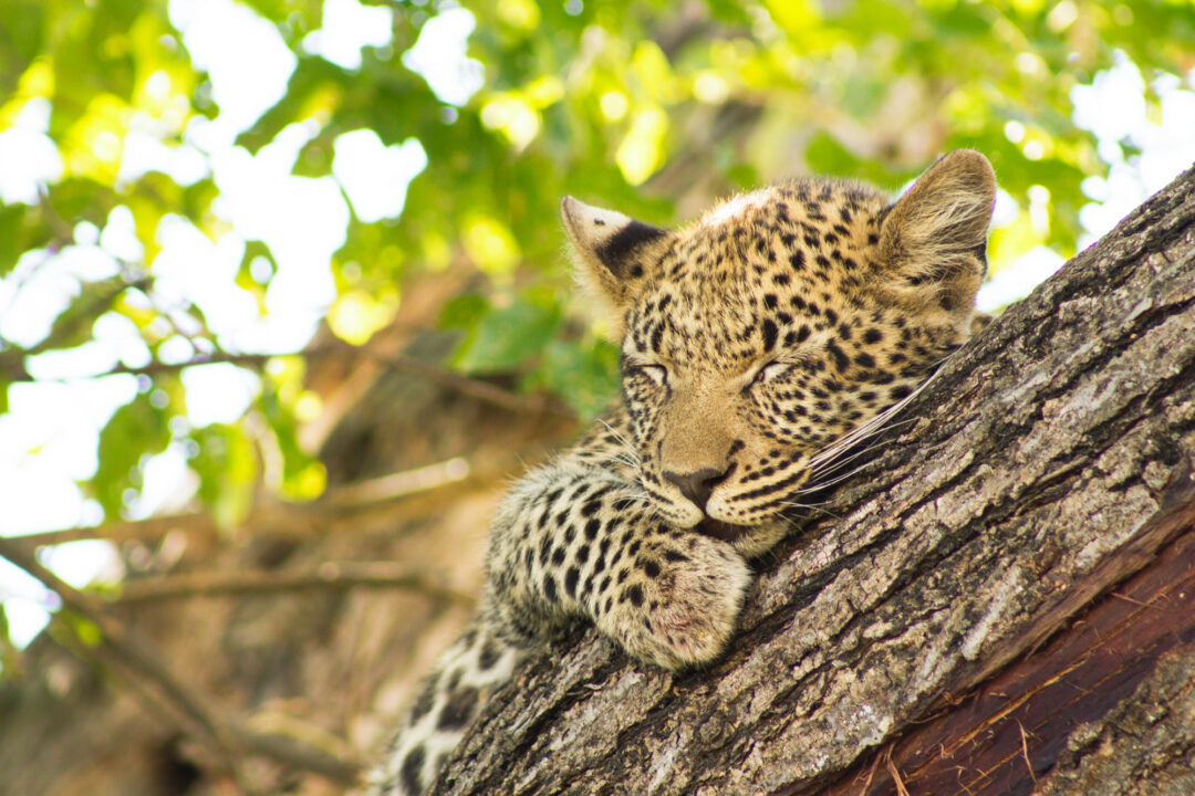 Kwara Private Reserve