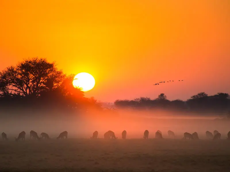 Kafue National Park in 12 nights