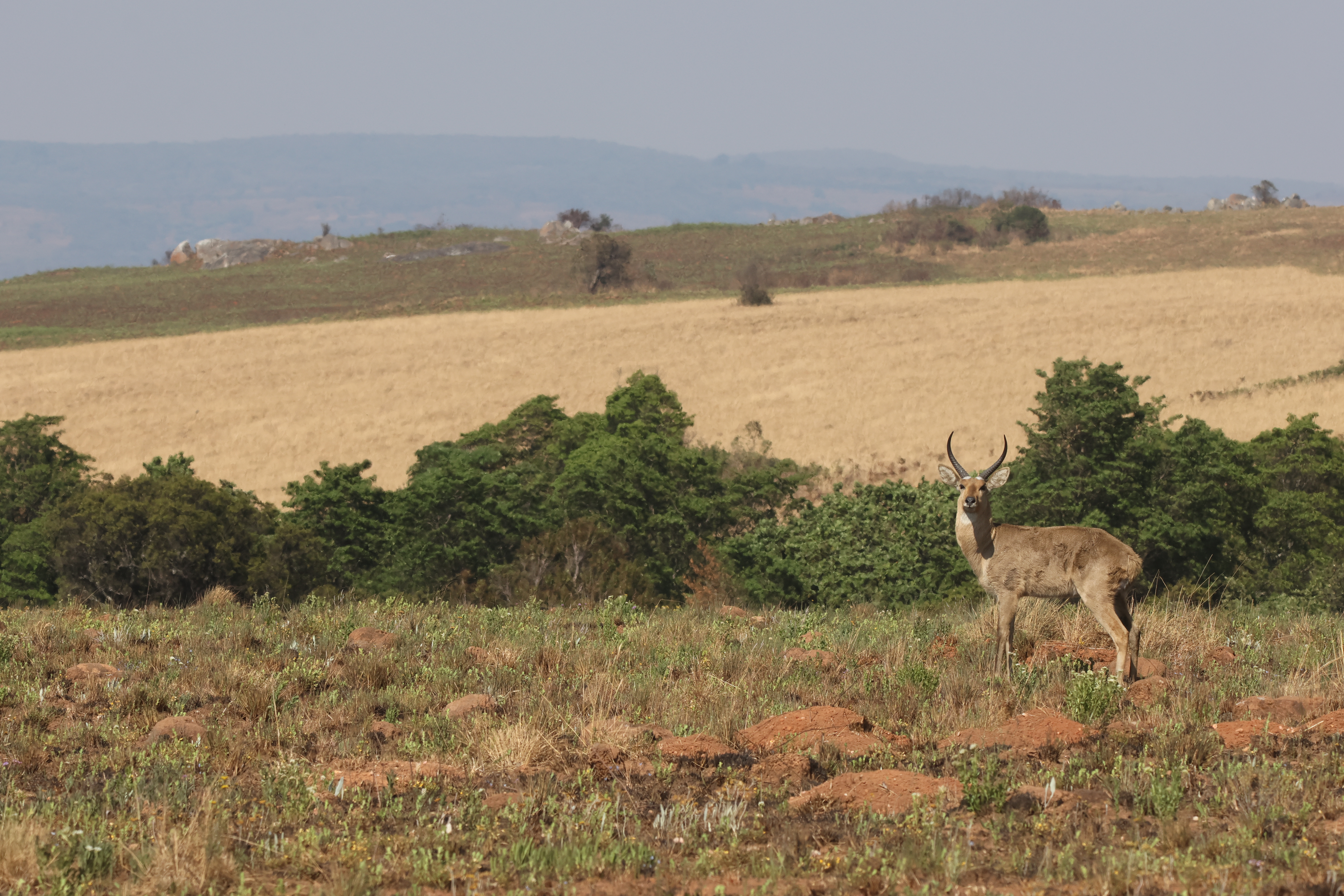 Nyika National Park