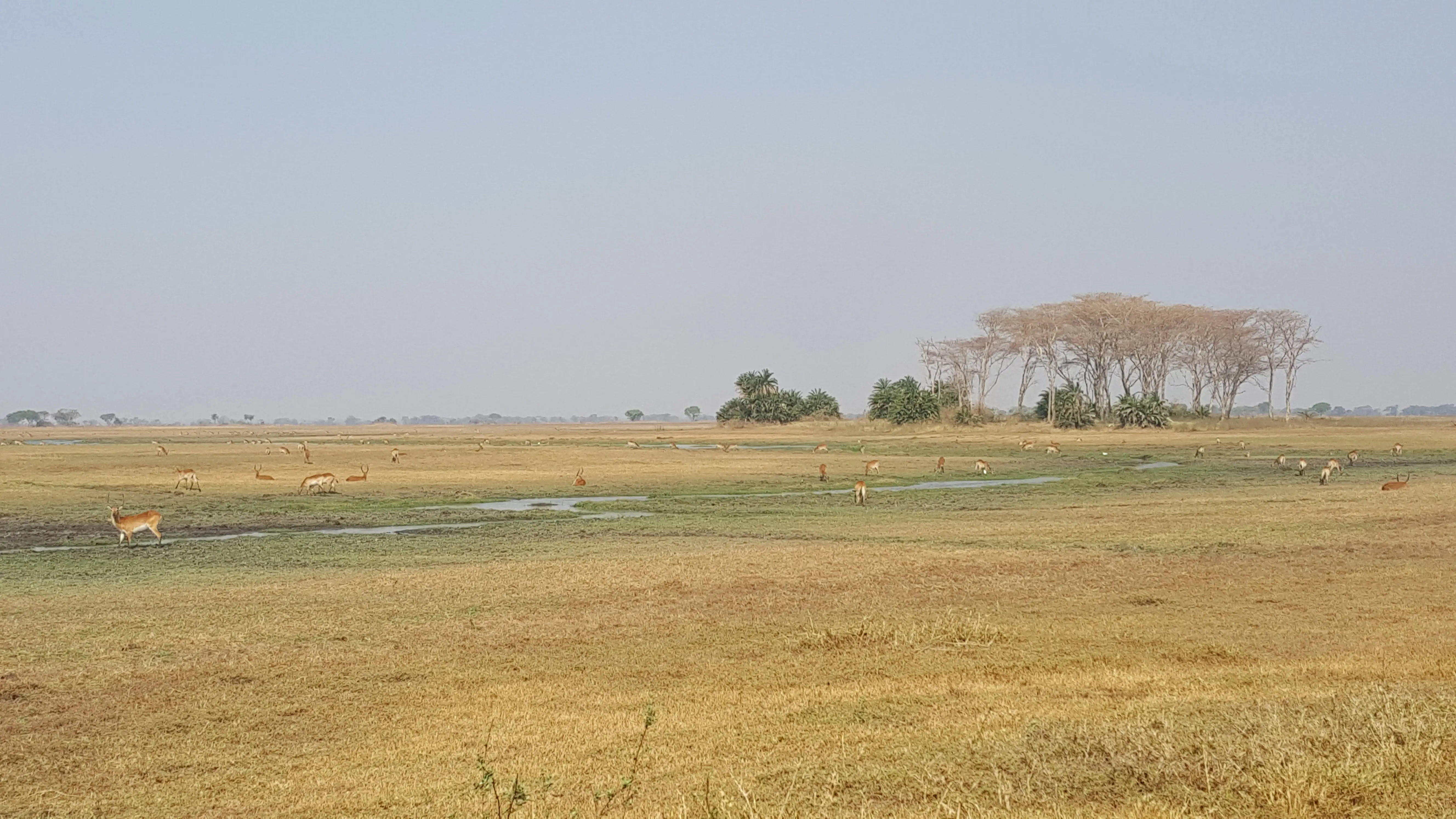 Busanga Plains – Kafue