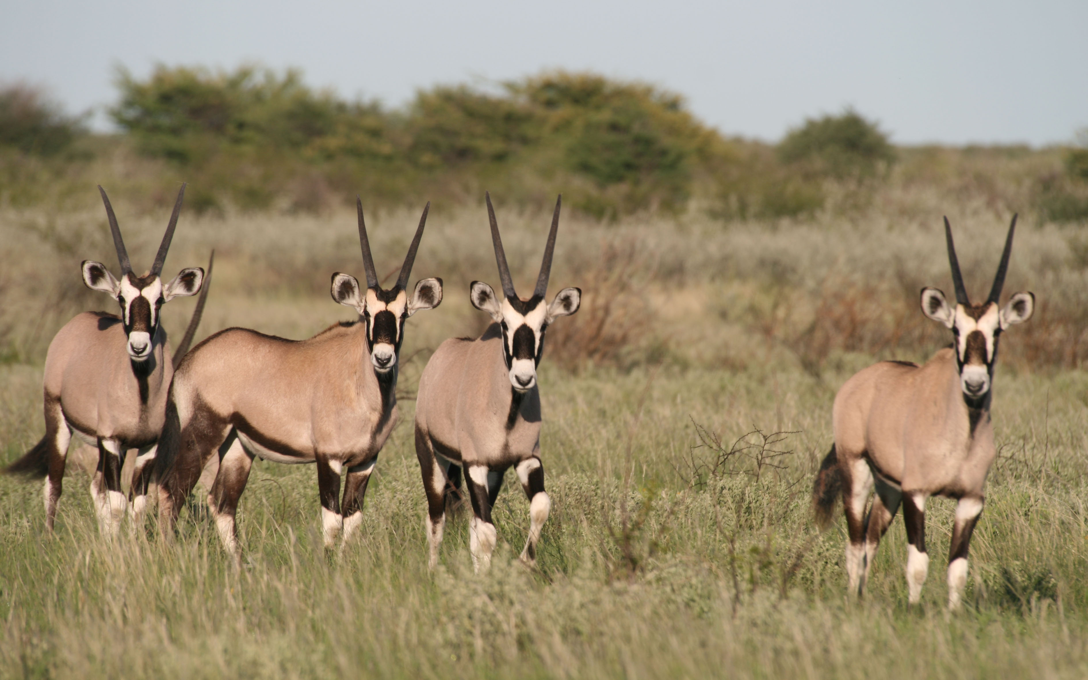 Botswana South to North