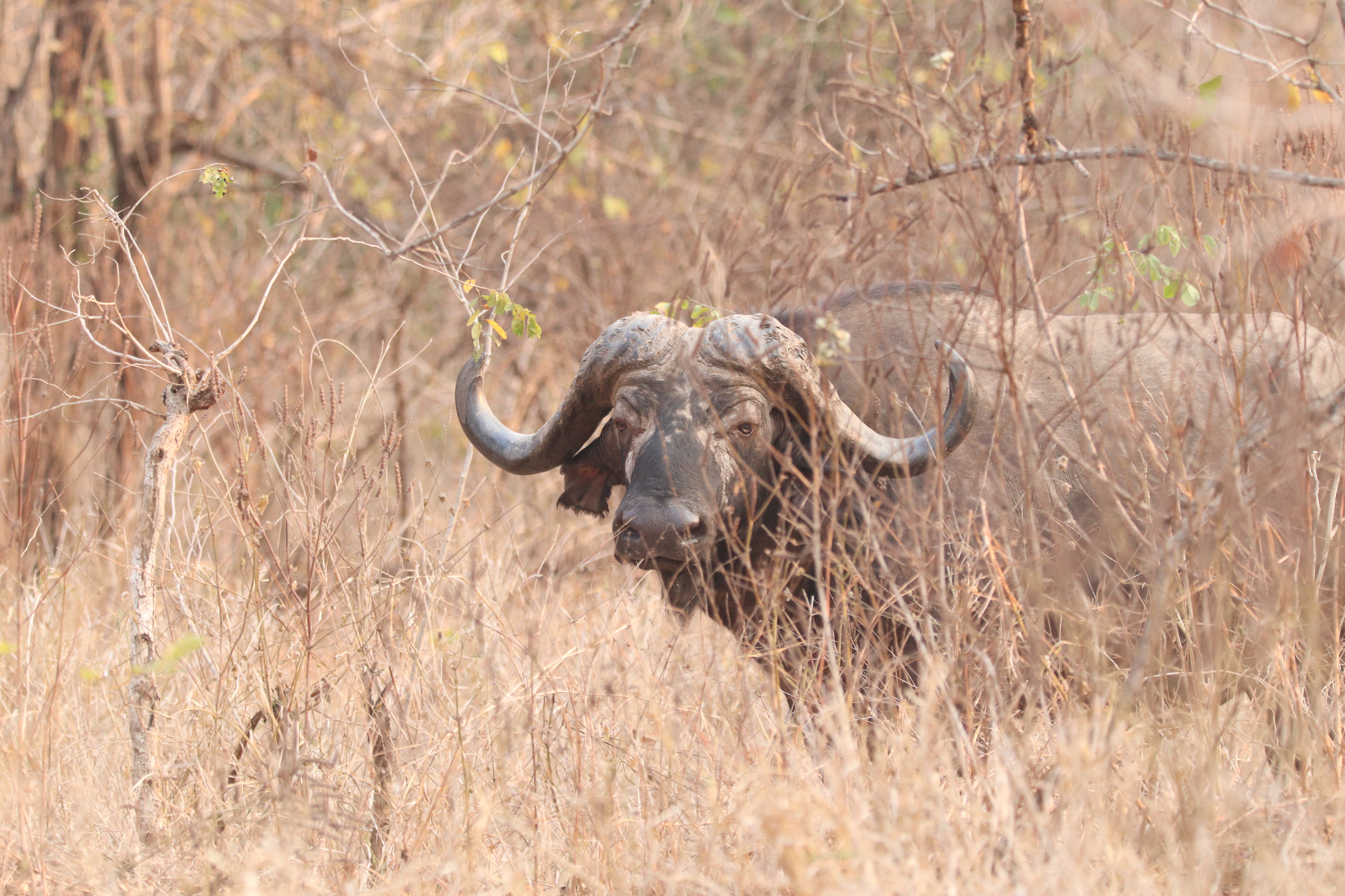 Majete Wildlife Reserve