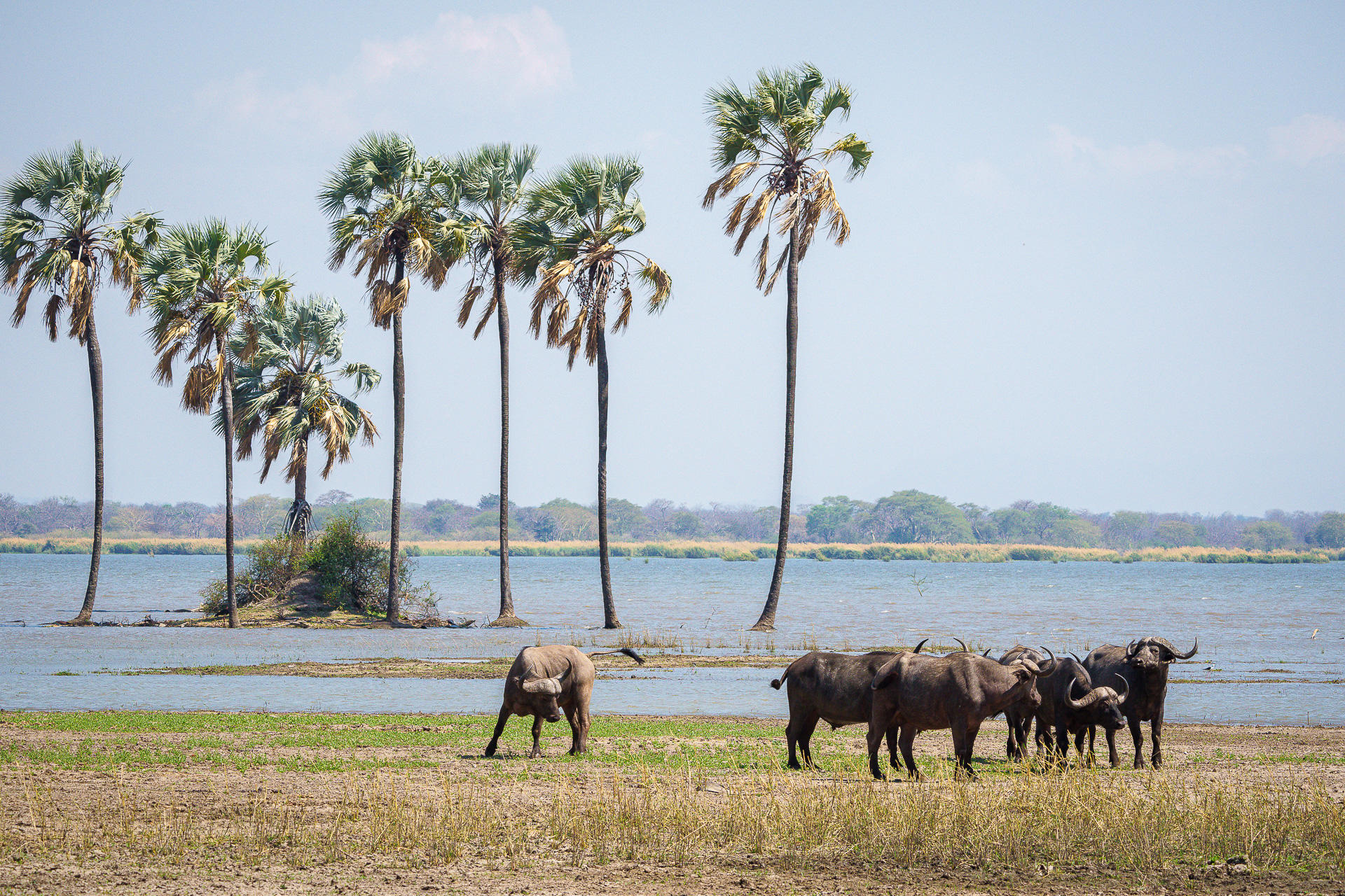 Liwonde National Park
