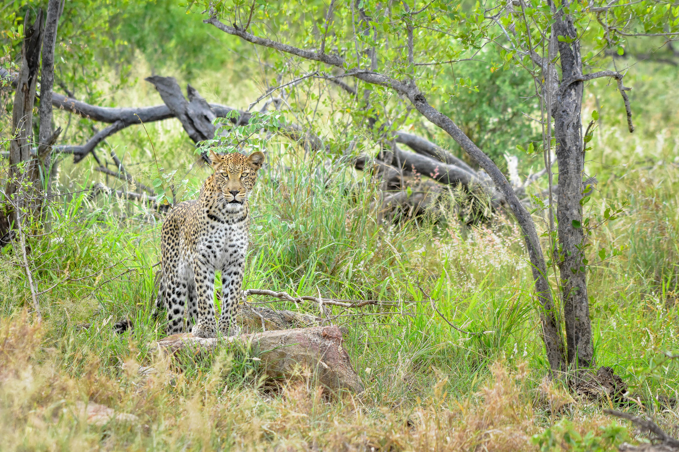 Greater Kruger National Park
