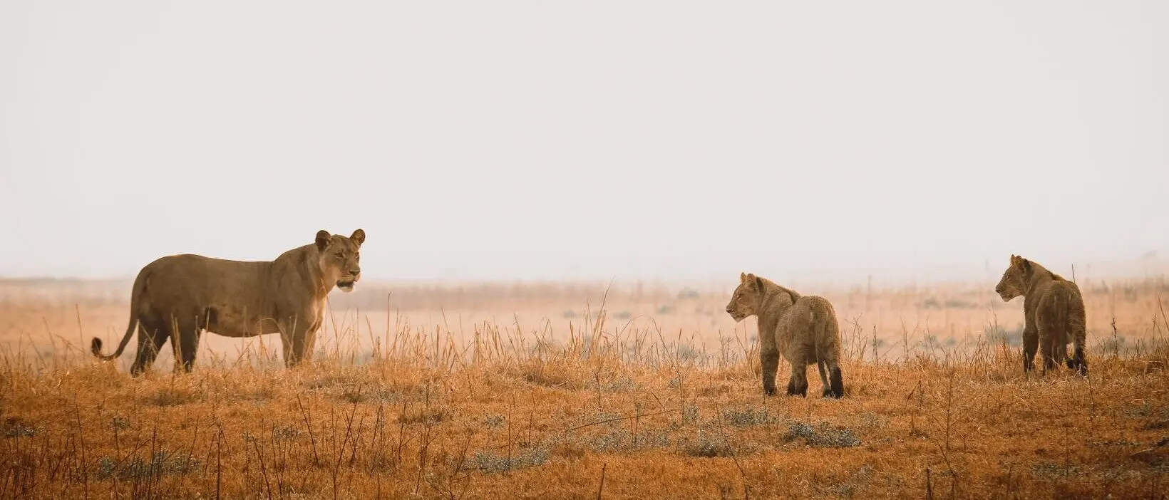 Busanga Plains – Kafue