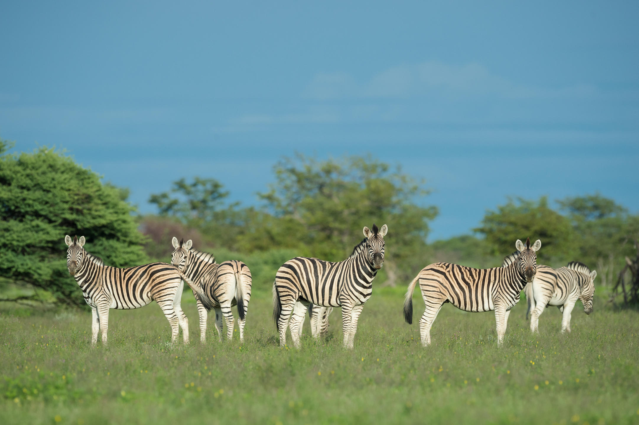 Etosha Heights Private Reserve