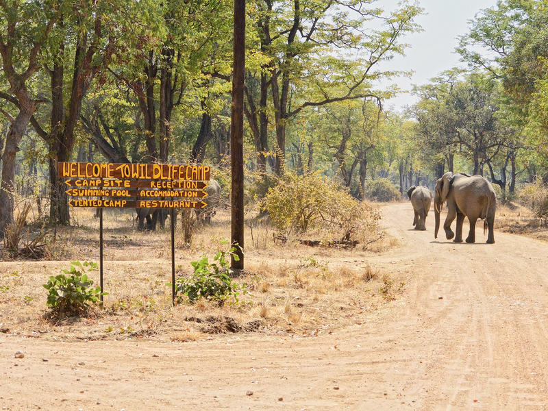Wildlife Camp